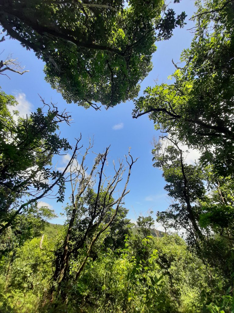 臺北大縱走3：擎天崗、頂山石梯嶺步道_669989