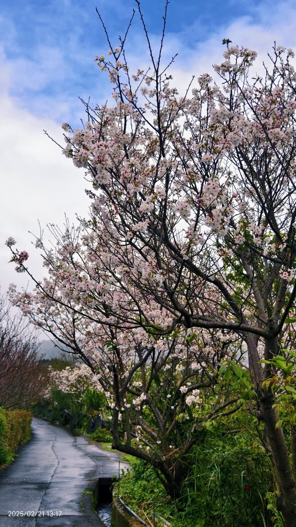 #十八份拐圳步道 #墨染櫻 2/21_2717230