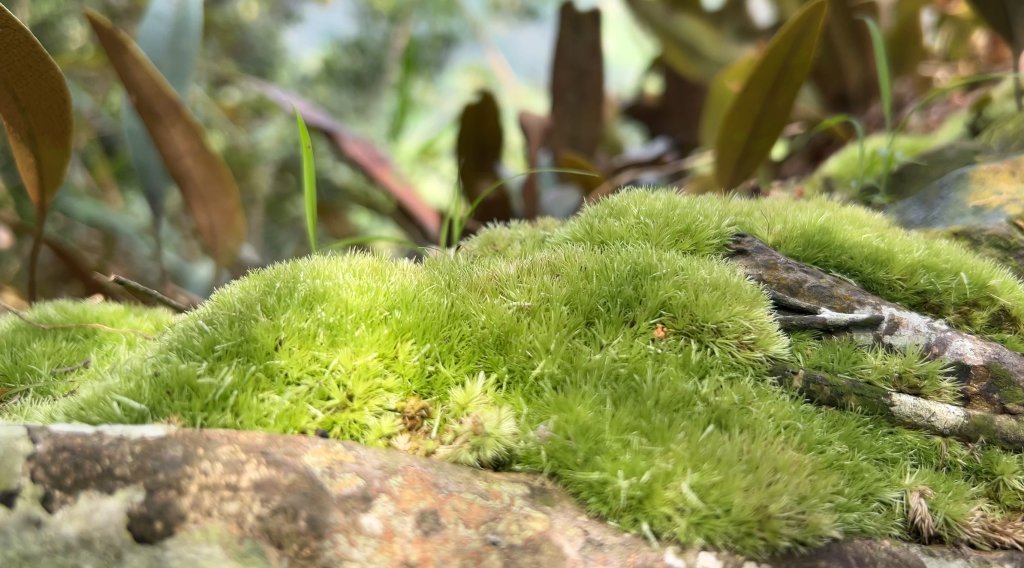 九份二山_2597578