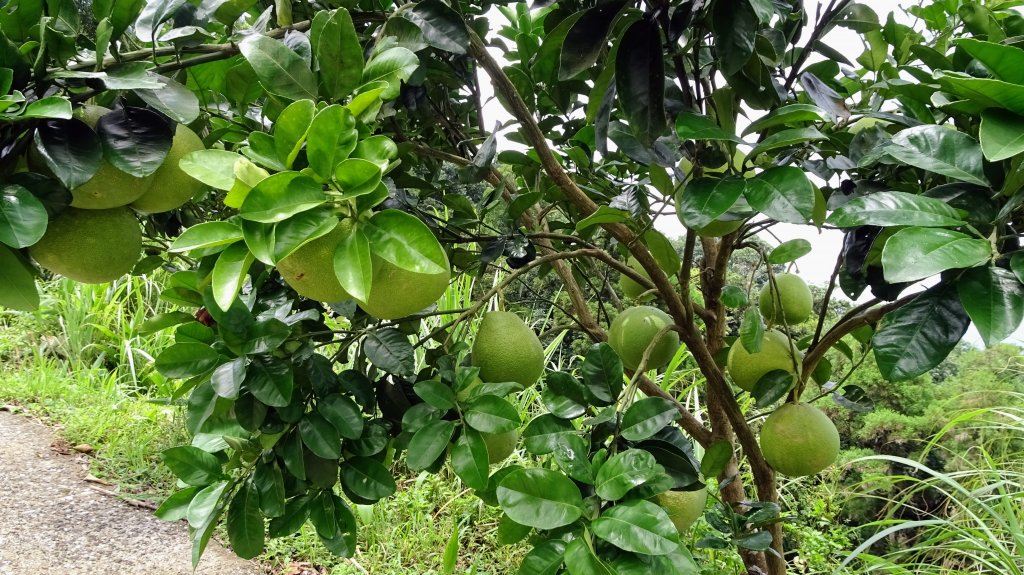 槓尾山,四分尾山,和尚頭山,大尖山_2244946