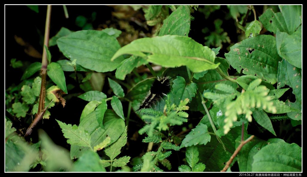 南澳 神秘湖（南澳南線林道）_351412
