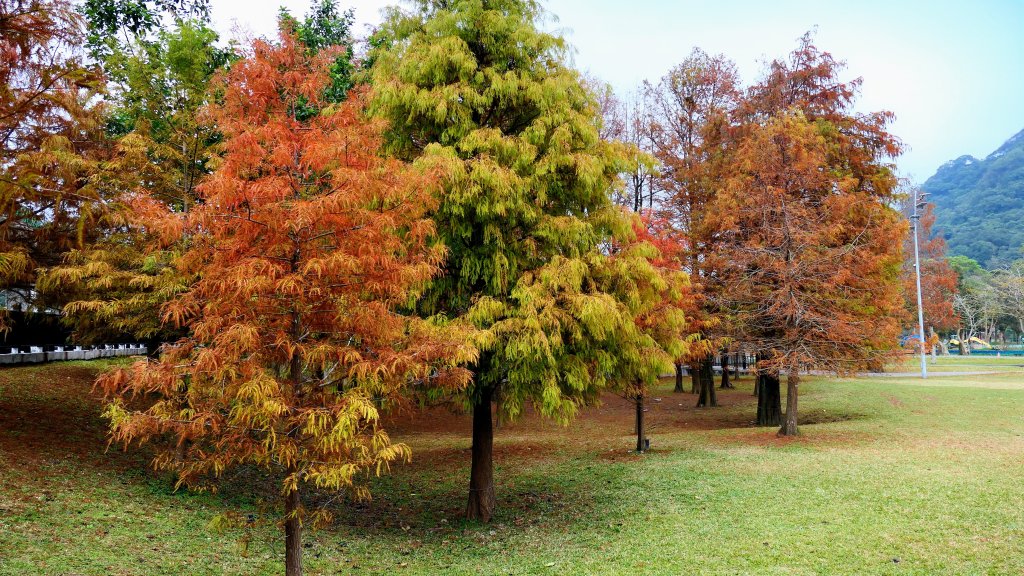 原民落羽松影_2685963