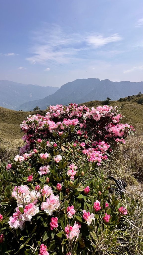 合歡東峰、小奇萊賞玉山杜鵑_2542694