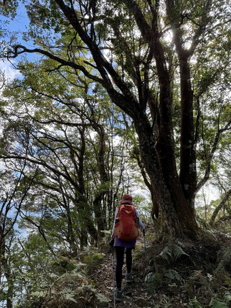 騰龍山-橫龍古道-橫龍山 20241123_2653016