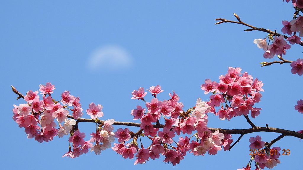 2023第一櫻 - 天元宮後山寒櫻(三色櫻)，櫻花與月亮_2010479