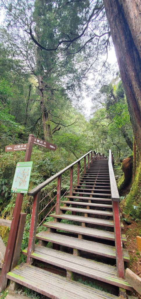 2024-03-16拉拉山神木群步道_2456042