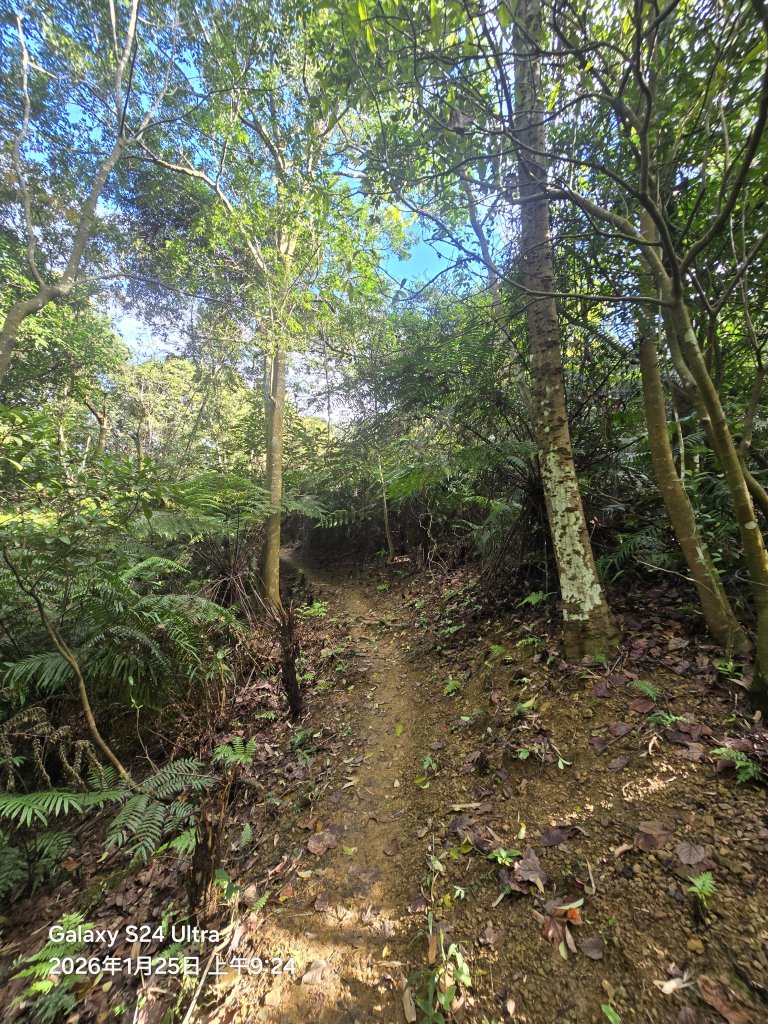 2026-01-25微笑山線：【天上山系】望月亭桐花段_2988209