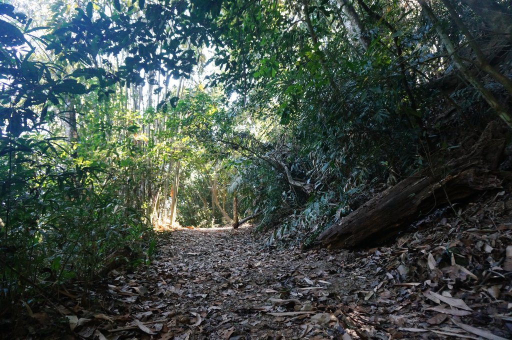 西阿里關山步道_2011213