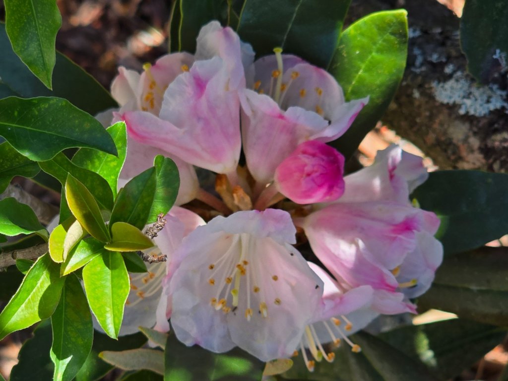 鳶嘴山杜鵑盛開_2770269