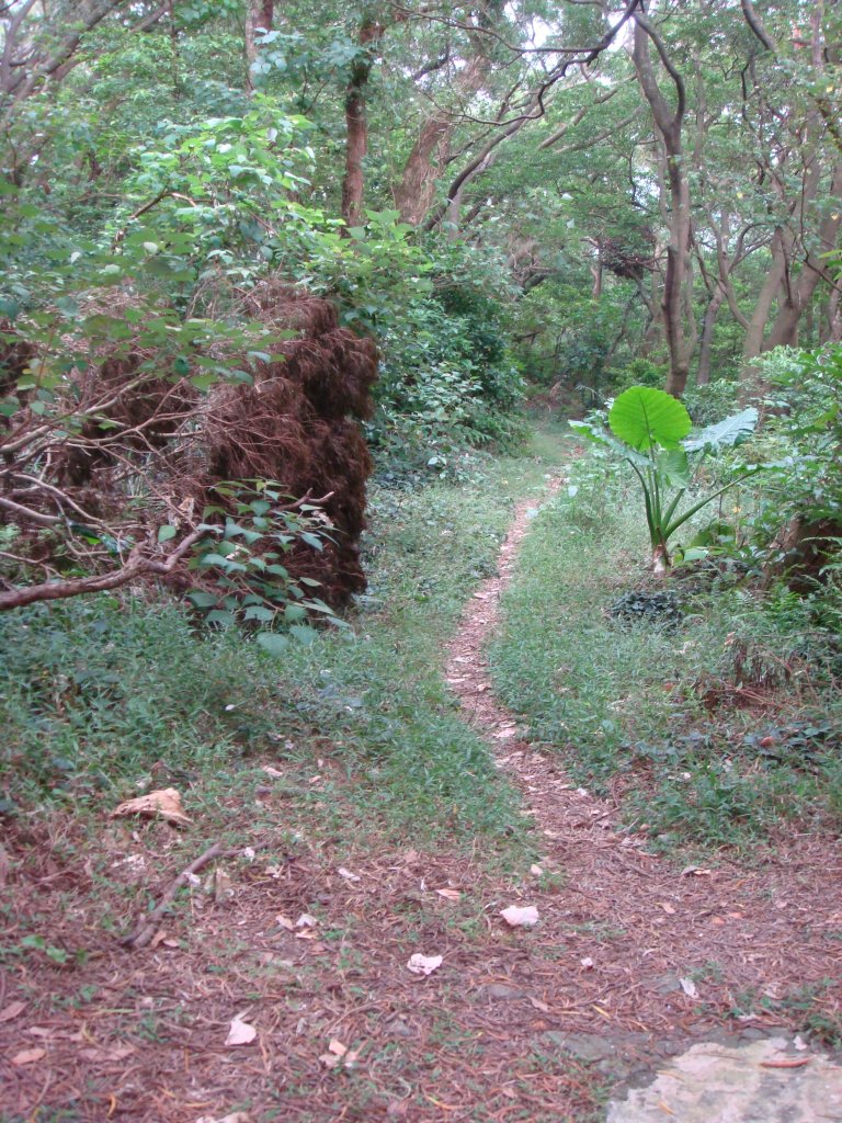 關渡親山步道_1792920