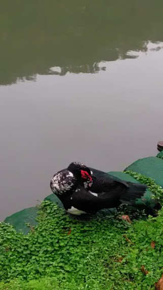 2019 2/28 望龍埤_874098