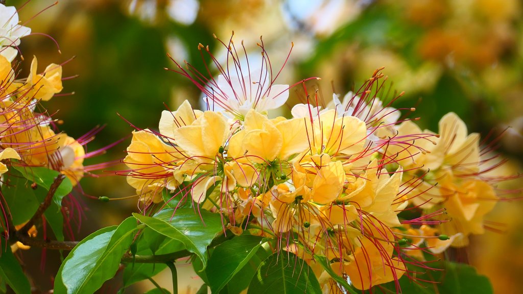 加羅林魚木,松菸文創園區封面圖