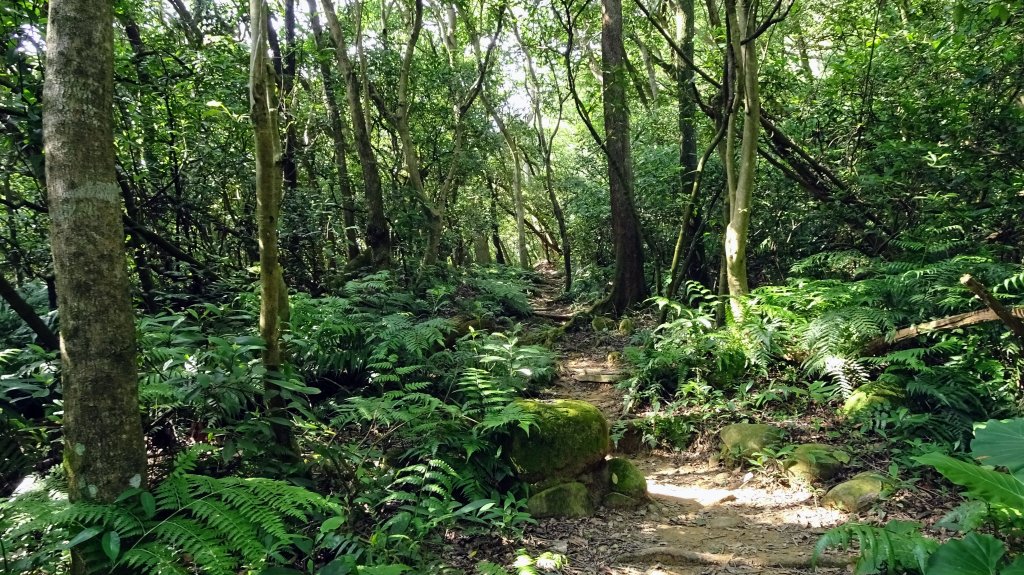 頂福巖森林步道(林口森林步道)_2283331