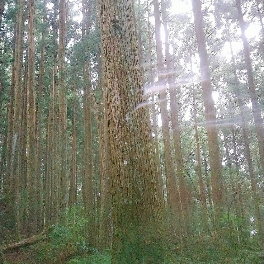 油羅山_618934