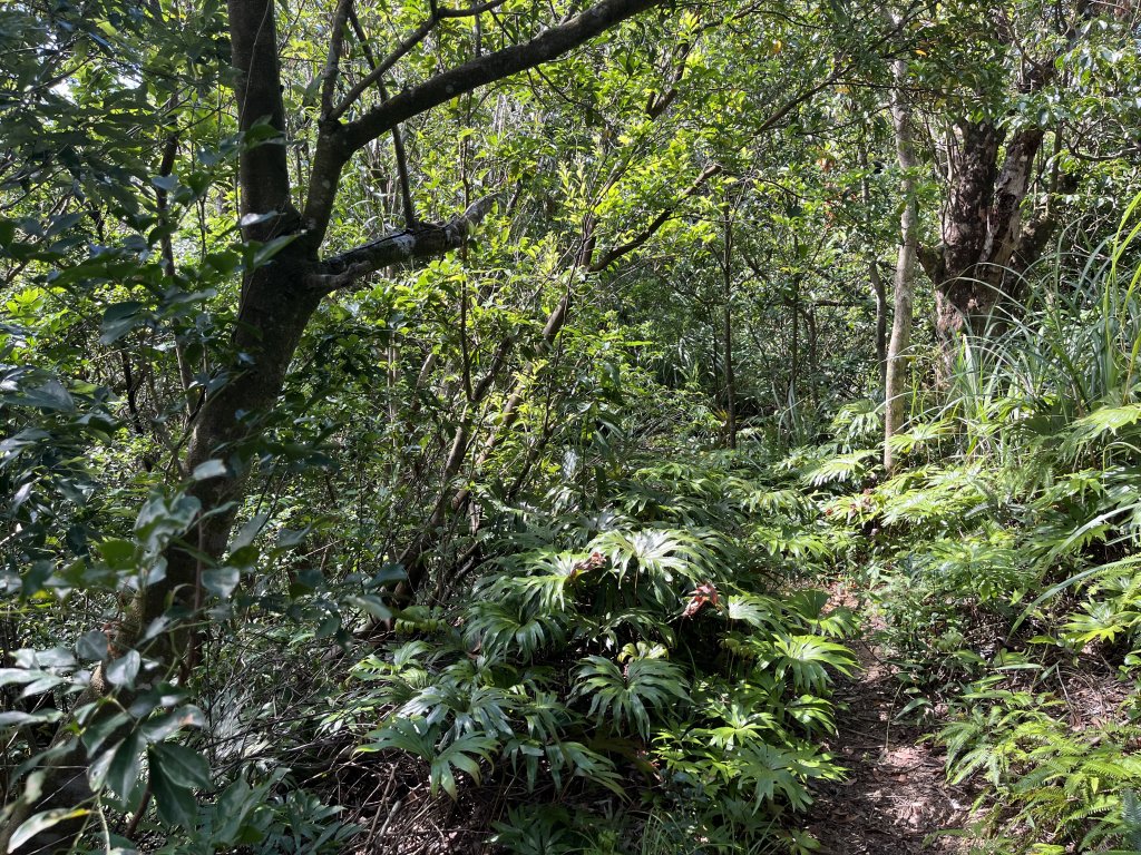 [微笑山線_第九段] 2025_0914 二格山系_皇帝殿東峰_2889480