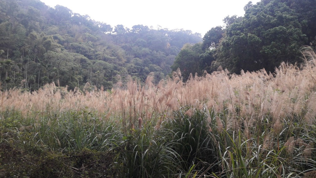 潭子新田步道落羽松祕境_252549