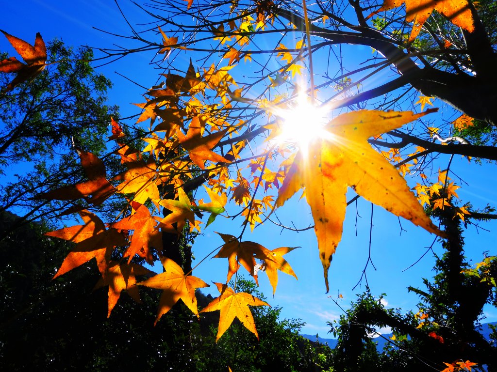 享受楓紅森林浴：東滿步道_747350