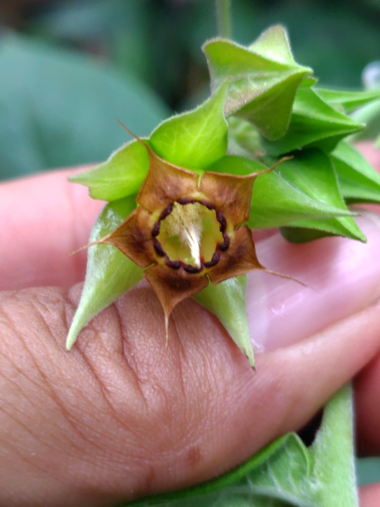 獅嶺峭壁_2987371