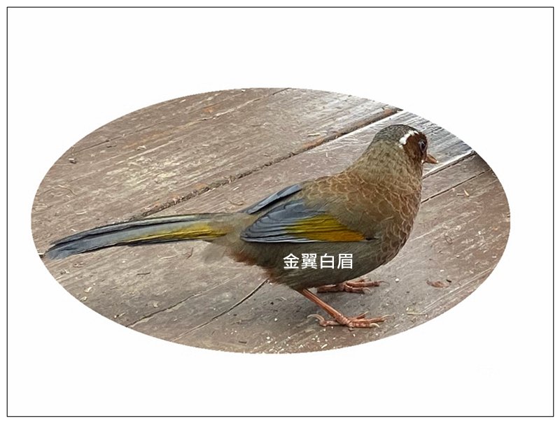 大塔山 (小百岳最高峰)_2773215