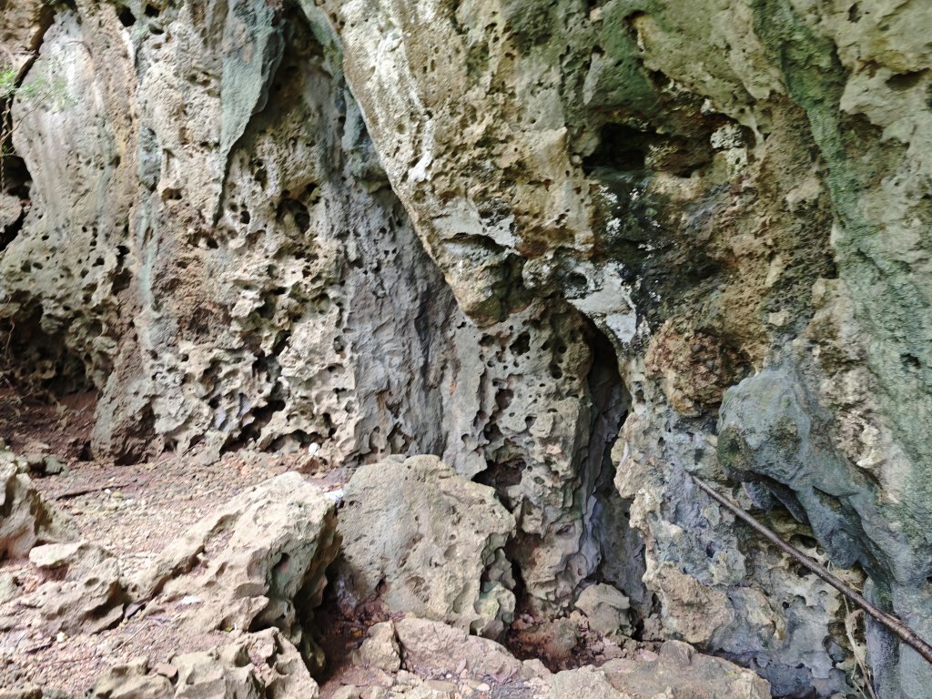 [百山百鳥尋旅-02/15] 2025_0809 社頂自然公園步道_2856907