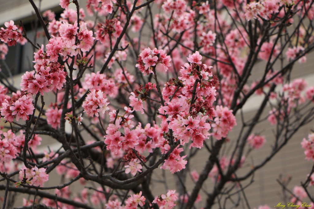 20160402~北投文化公園~_33561