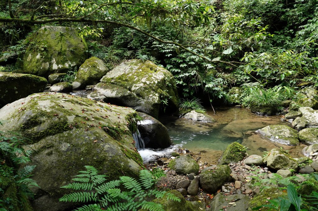 新竹 五峰 鵝公髻山、鳥嘴山_2299114