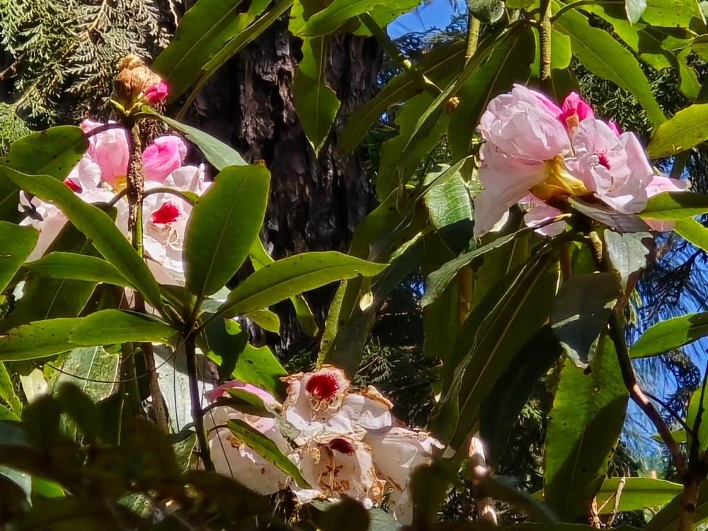 卓社大山〔武界栗栖溪登山口起登〕_2748420