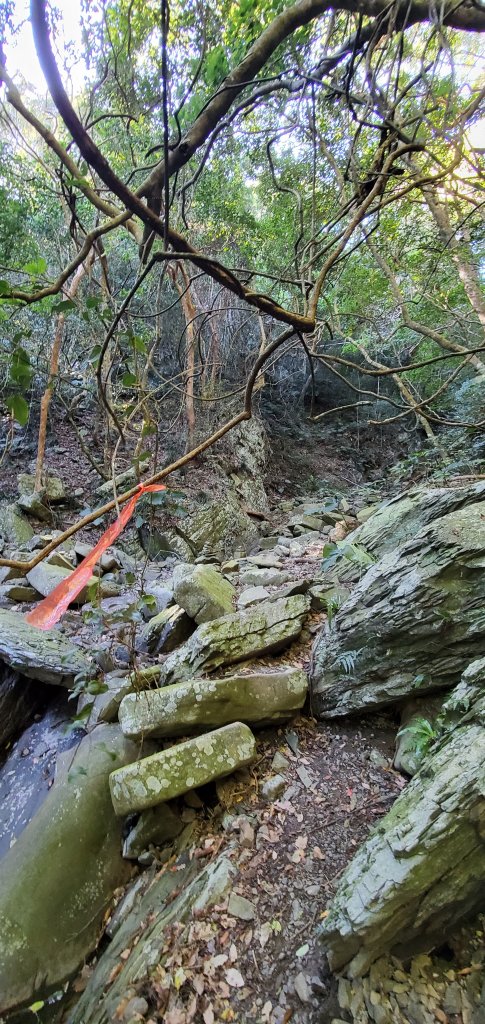 2023-01-26女仍山步道_2010990