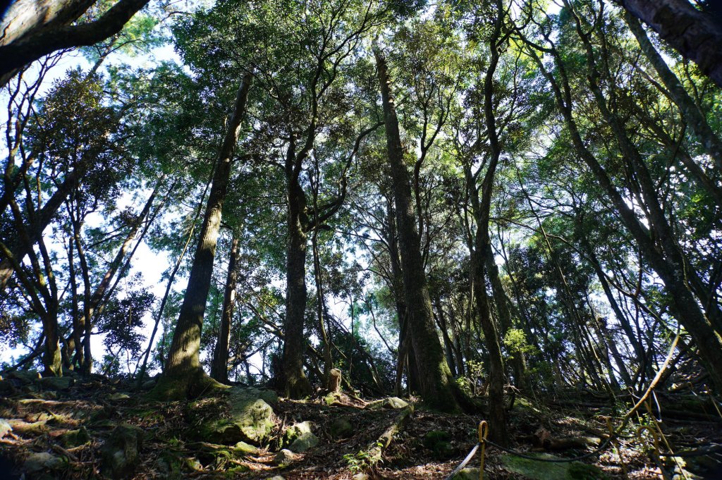 台中 和平 鳶嘴山_2926895