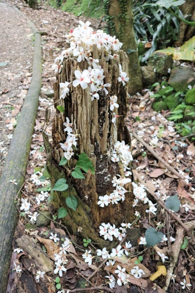 〔三芝〕桐花步道，〔淡水〕南瓜隧道_2139430