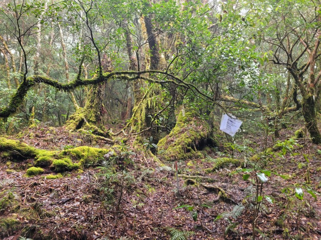 福巴越嶺古道 達觀山 檜山_2016620