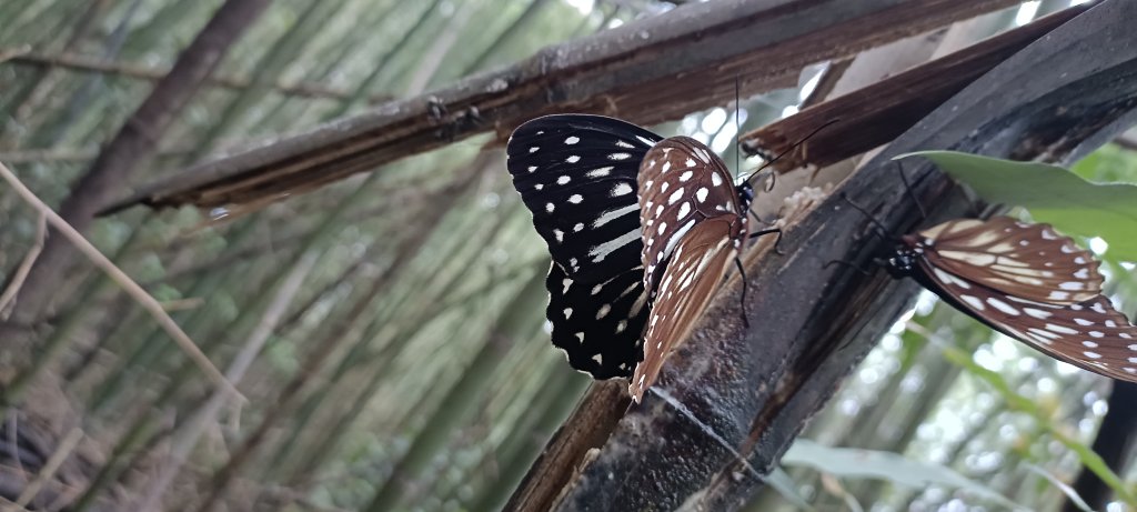 2024/08/18_馬那邦山步道_2576208