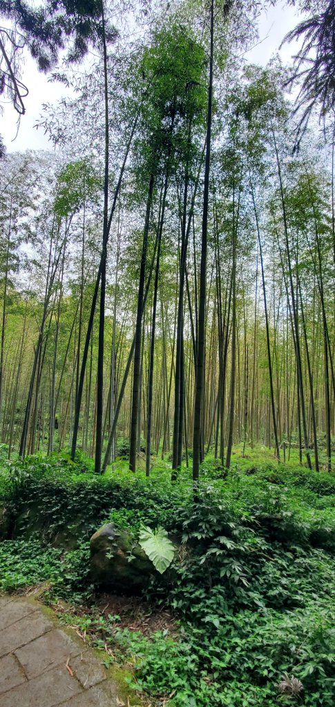 2024-05-19溪頭自然教育園區_2508020