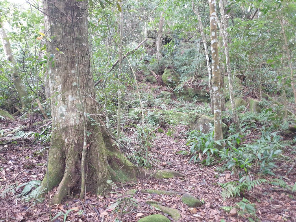 20201030紅毛山、無名山、大坪山O型_1920367