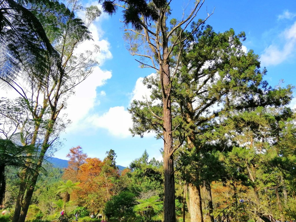 森林綠意滿滿芬多精。 溪頭森林遊樂區_770560