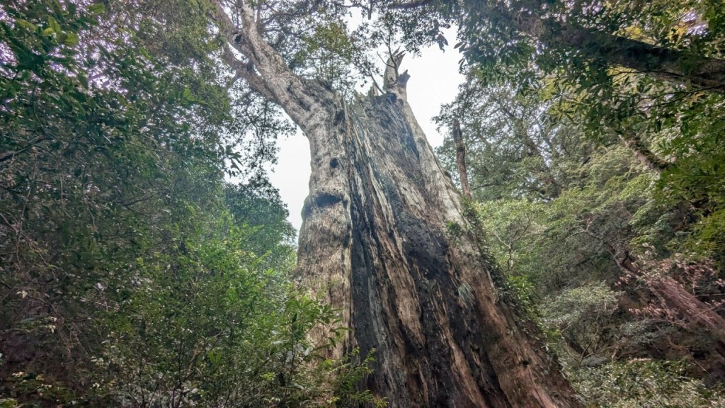 北得拉曼巨木步道封面圖