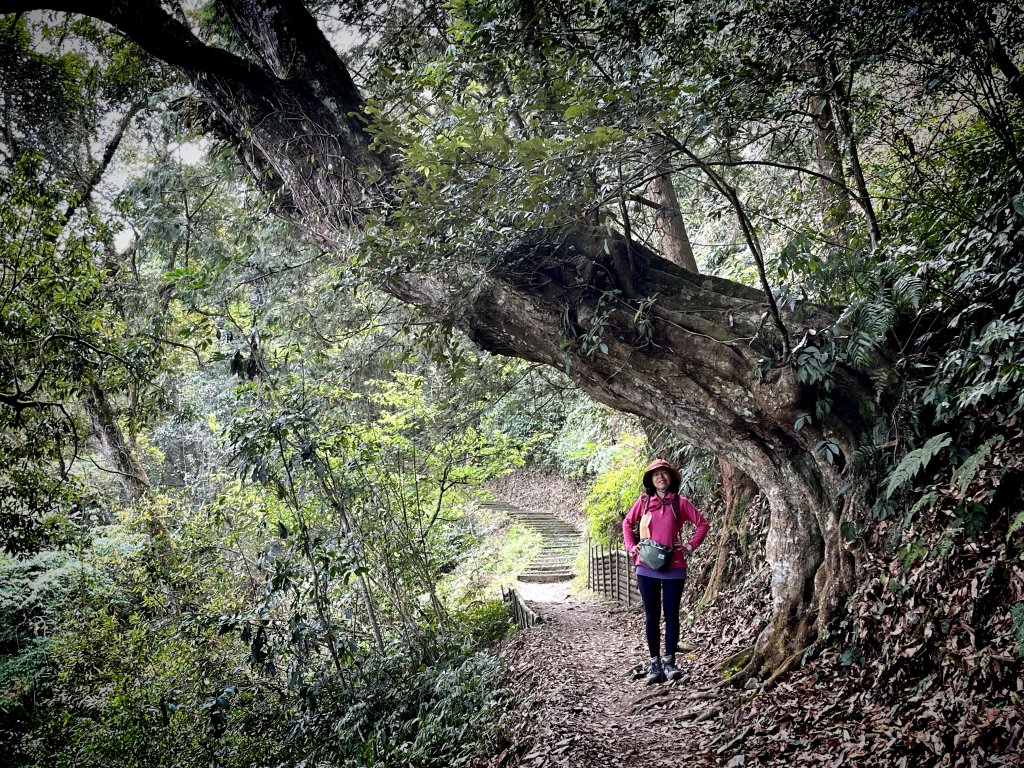 藤枝森林遊樂區(藤枝山+東藤枝山)_2095687