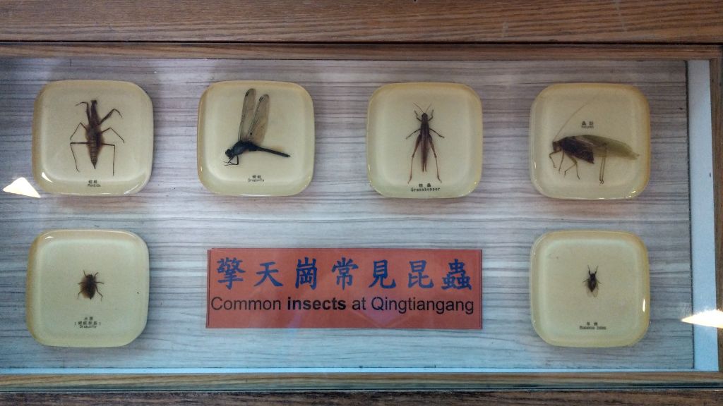 陽明山東西大縱走活動_402831