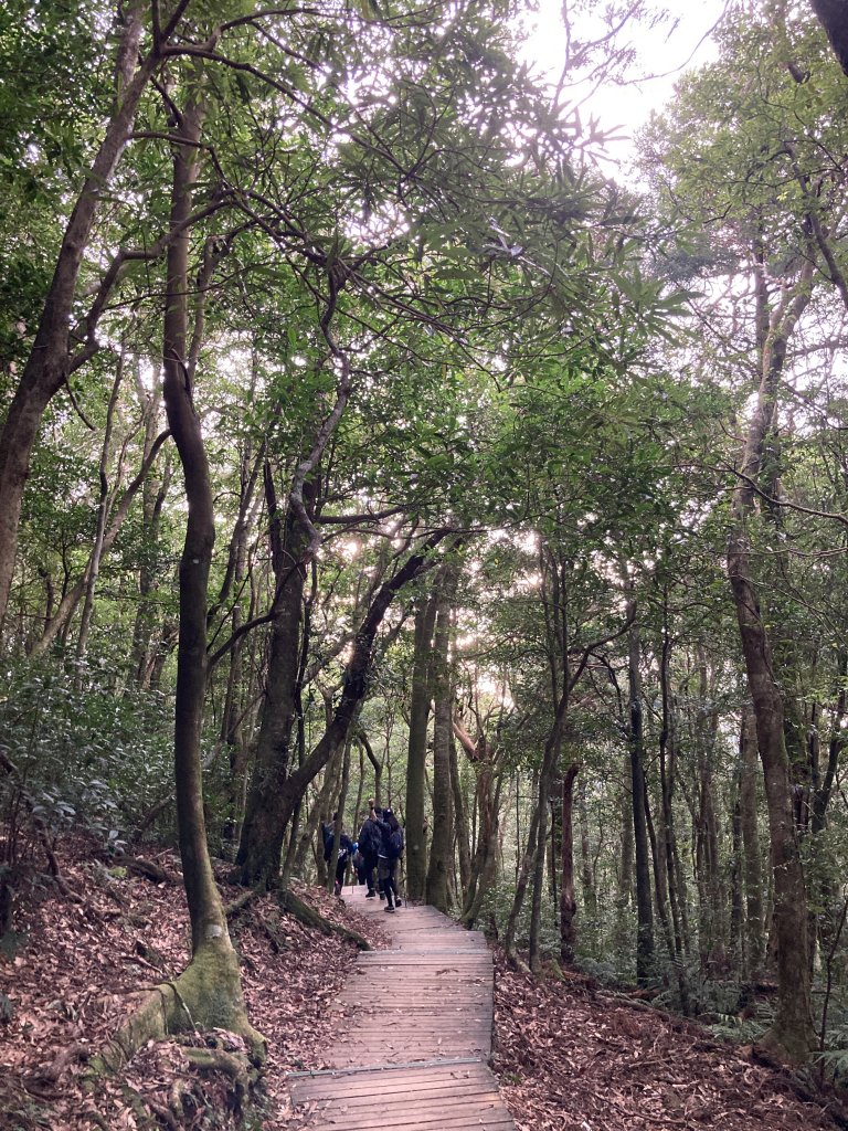東眼山自導式步道(二訪)_2366992