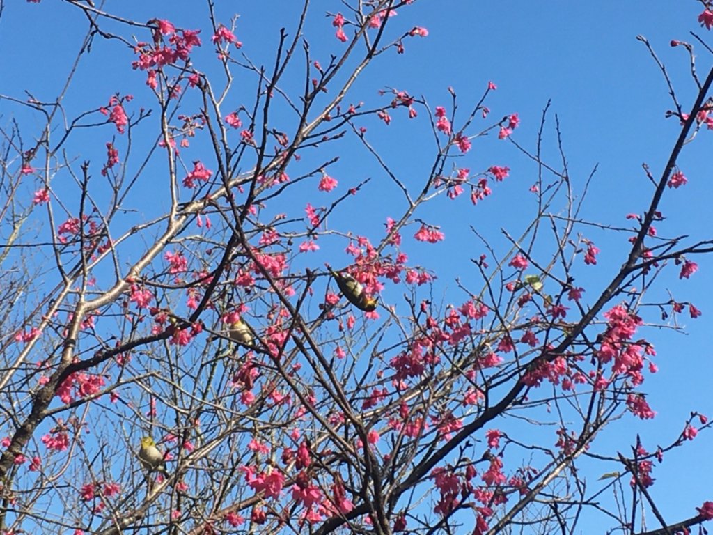梅花撲鼻香_2686621