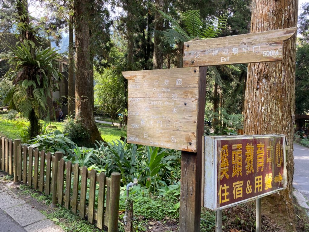 20191109貓仔們之溪頭森林步道探索_757157