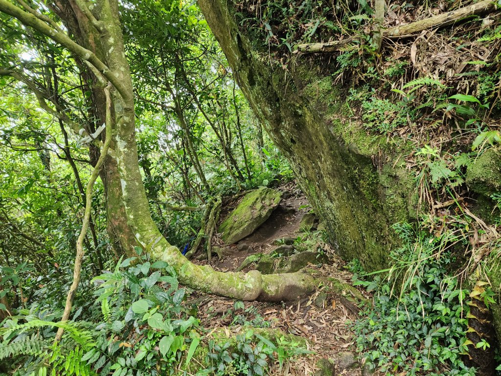 20240414白雞三山與六寮崙山O型_2514216