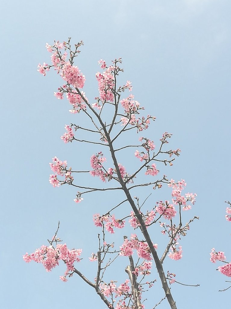 登天母古道上華崗賞櫻花_869048