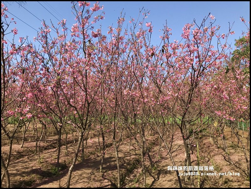 桃園平鎮賞櫻秘境｜夢幻櫻花林_880127