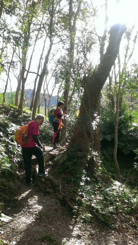 20160211苗栗泰安鄉虎山_31218