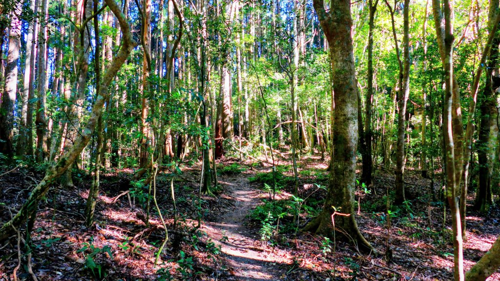 油羅山(一上三下)_2959123