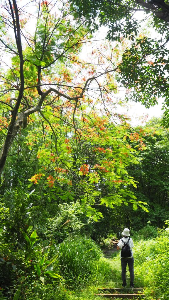 《台中》后里泰安登山步道20200614_996848