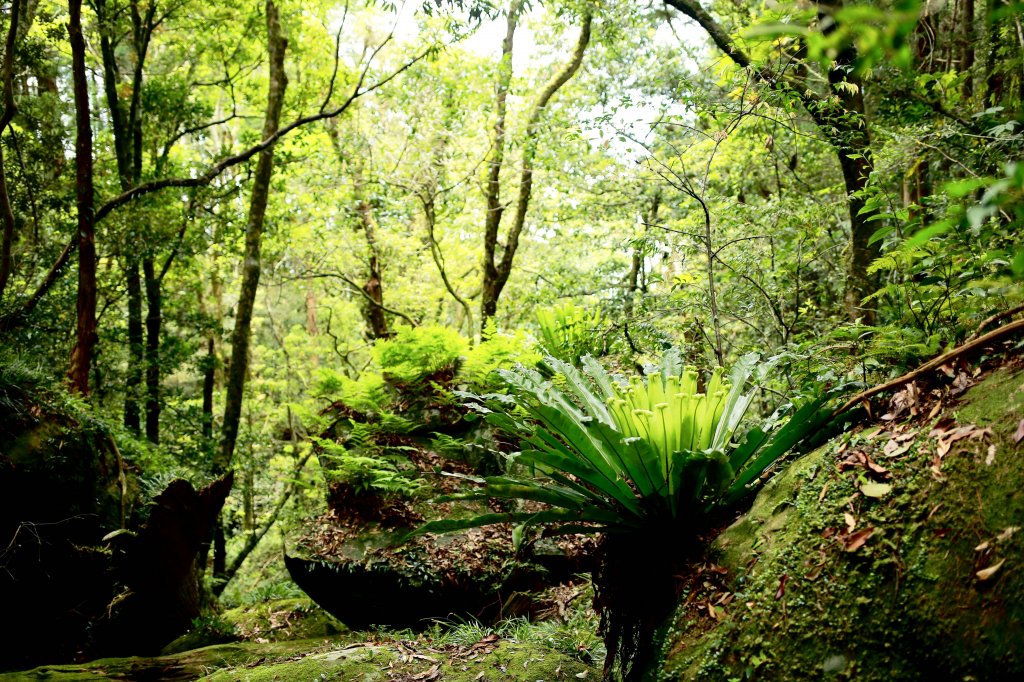 尖石鄉：貴妃山、石猴鞍部_656931