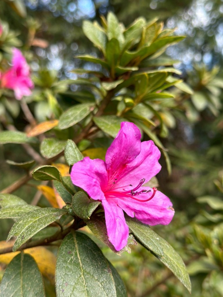 20251218溪頭鳳凰山台寅山上天文台至妖怪村買菜O繞_2965761