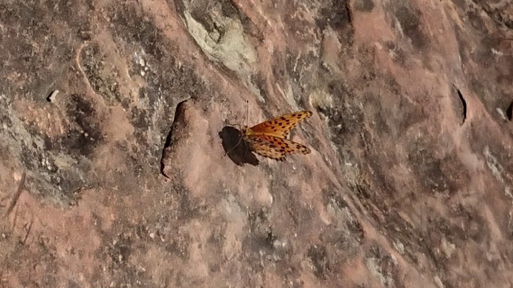 [慈湖]草嶺山-白石山-百吉隧道O型_1143890